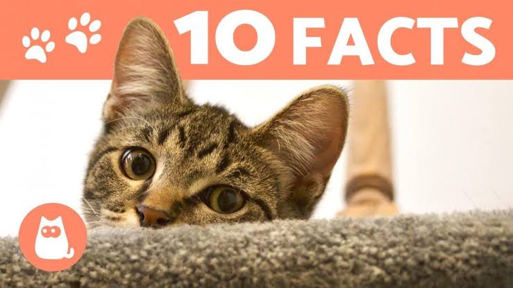 10 Fun Facts About Cats You Probably Didn't Know