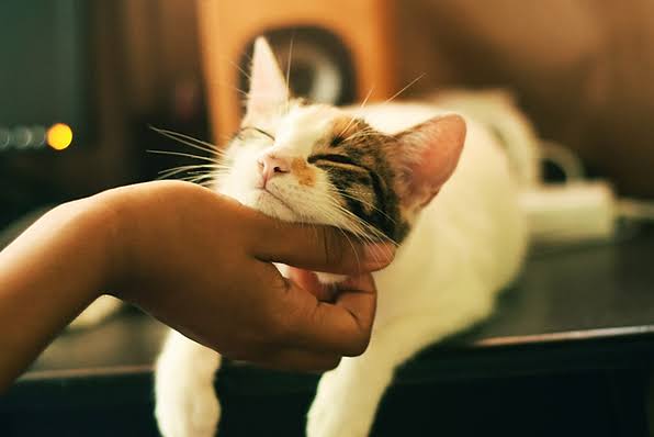 The Healing Power of Cats: How Feline Companionship Can Improve Your Well-being