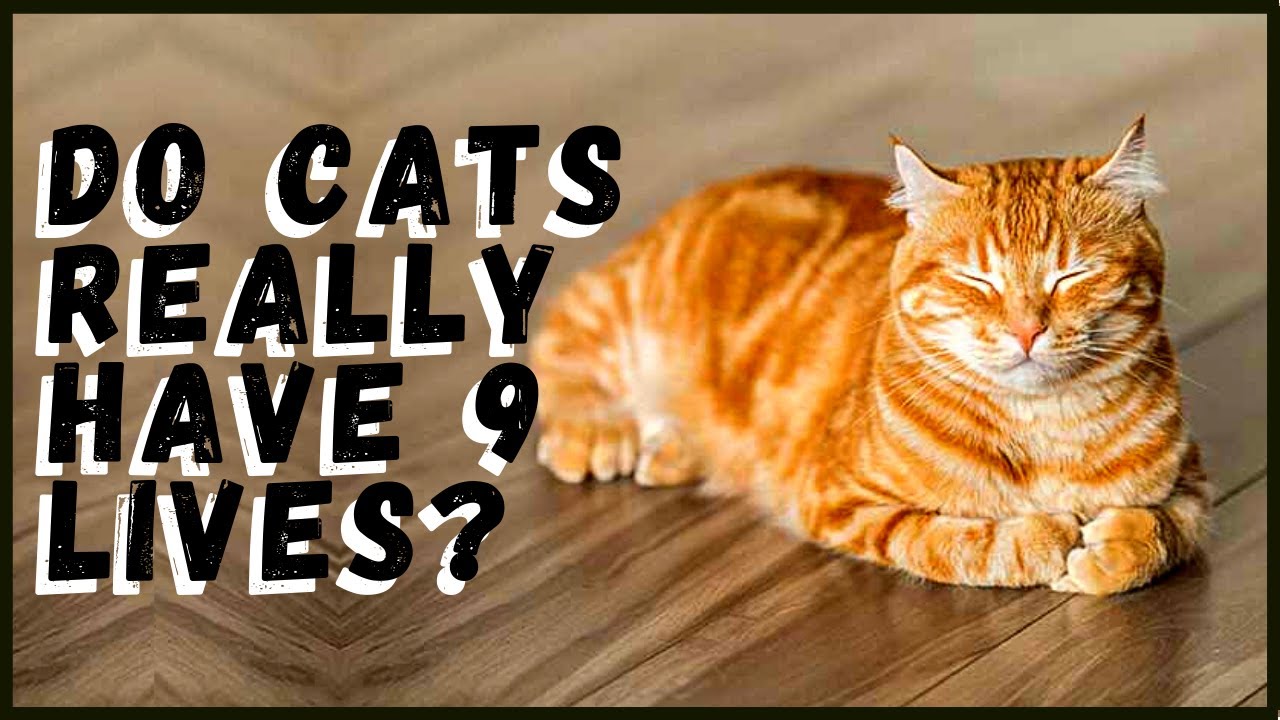 The Fascinating Facts Behind the 'Cat with Nine Lives - Debunking the Myth